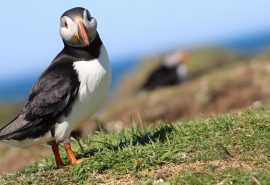 Scotland and the Hebrides Wildlife Guide