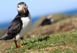 Puffin in Scotland