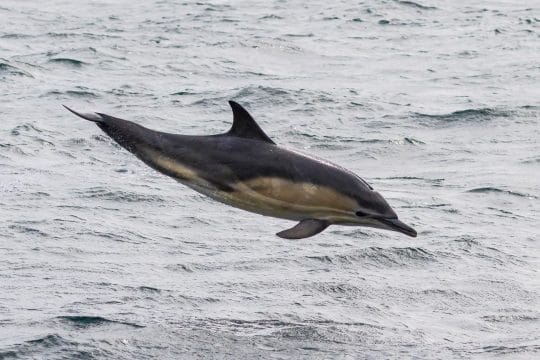 Common dolphin out of water