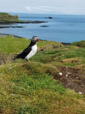 Puffins on Lunga Scotland