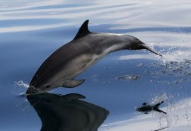 Common dolphin out of water