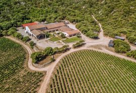 Agave Sardinia Wine Tasting