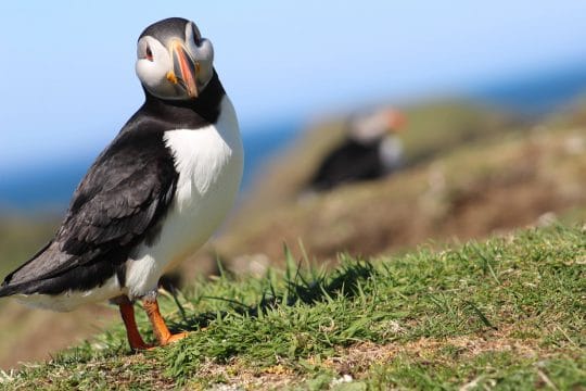 Puffins on Staffa