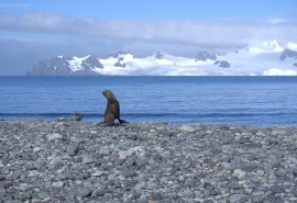 Antarctic seal Tecla sailing