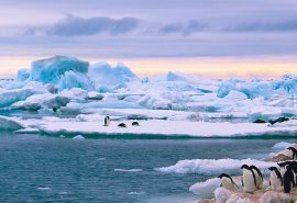 See Antarctic Tecla penguins on iceberg