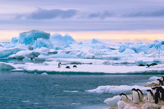 See Antarctic Tecla penguins on iceberg