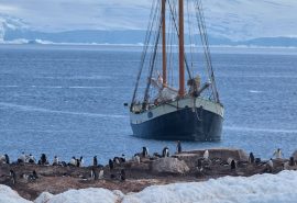 Antarctica Penguins Tecla
