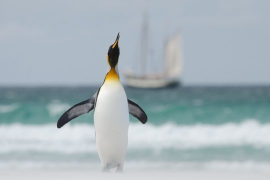 Antarctica Tecla Emperor Penguin