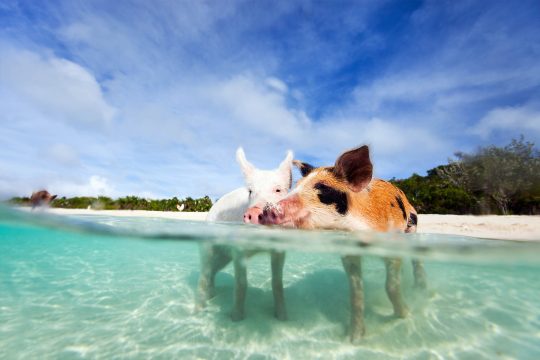 Bahamas Exuma pigs