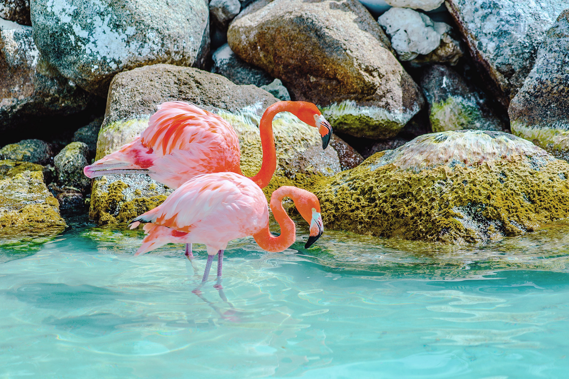 two flamingos in the bahamas wildlife