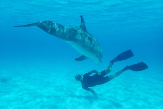 Bahamas dolphin guest swimming BL