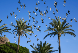 Birds in canaries winter sun