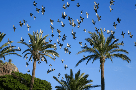 Birds in canaries winter sun