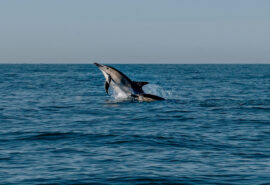 CWT cornwall dolphin