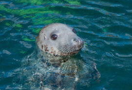 CWT seal