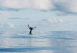 Cape Verde Humpback whale