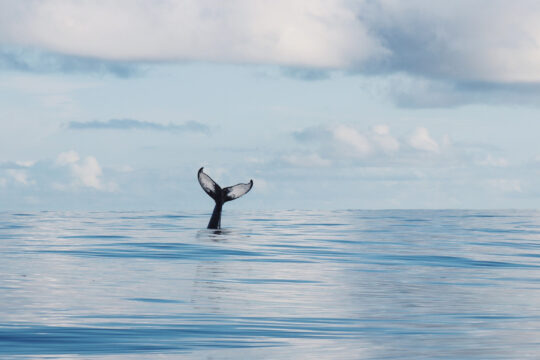 Cape Verde Humpback whale