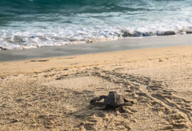 Cape Verde Loggerhead Turtle