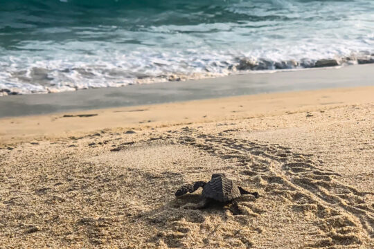 Cape Verde Loggerhead Turtle