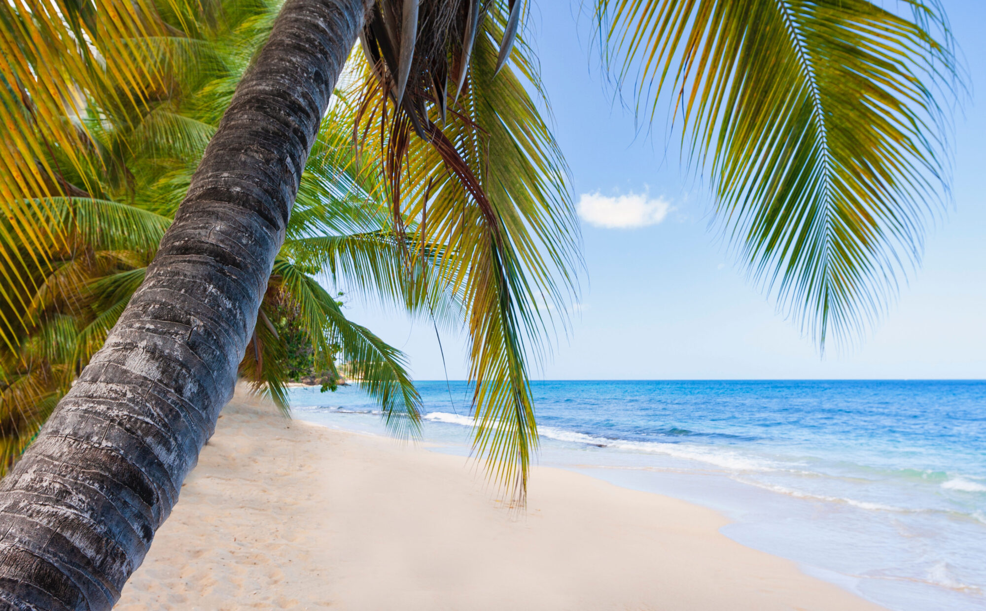 Caribbean grenada