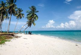 Caribbean Palm tree beach