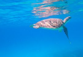 Caribbean sea Turtle