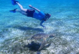 Caribbean swimming with turtle