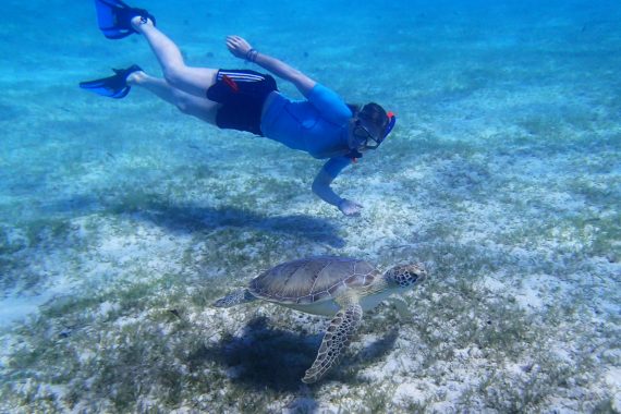 Caribbean swimming with turtle