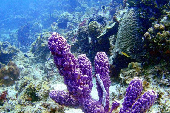 Underwater Coral Reef, Caribbean