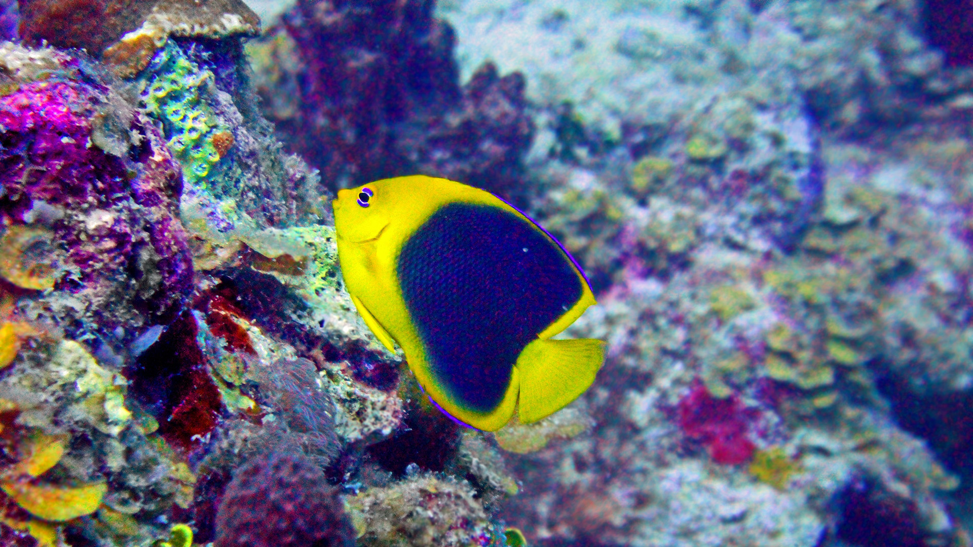 Angelfish and coral underwater in the Caribbean