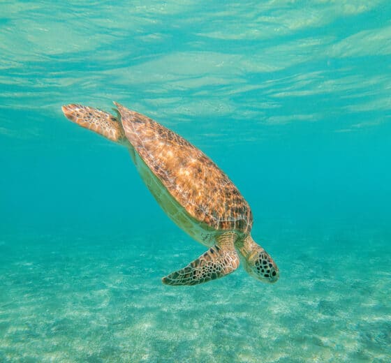 Diving turtle in Tobago Cays, Caribbean Wildlife