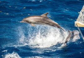 Dolphin from boat SC Chronos Rhea