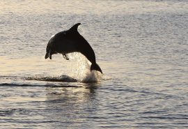 Dolphin from Cherokee