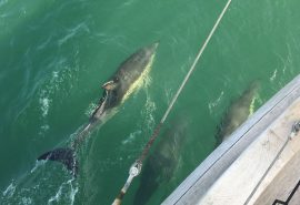 Escape dolphins