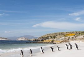 Falkland Islands Penguins Tecla