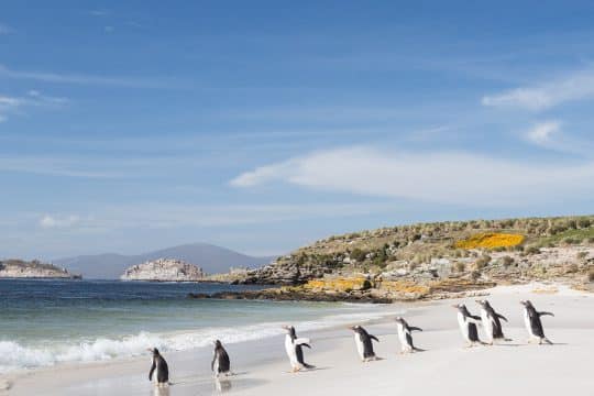 Falkland Islands Tecla