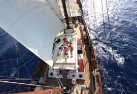 Florette Sailing birds eye