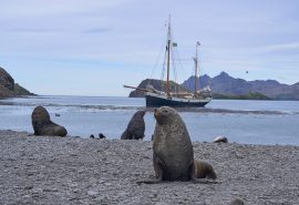 Fur seal with Tecla in background at Stromness South Georgia Antarctica Wildlife