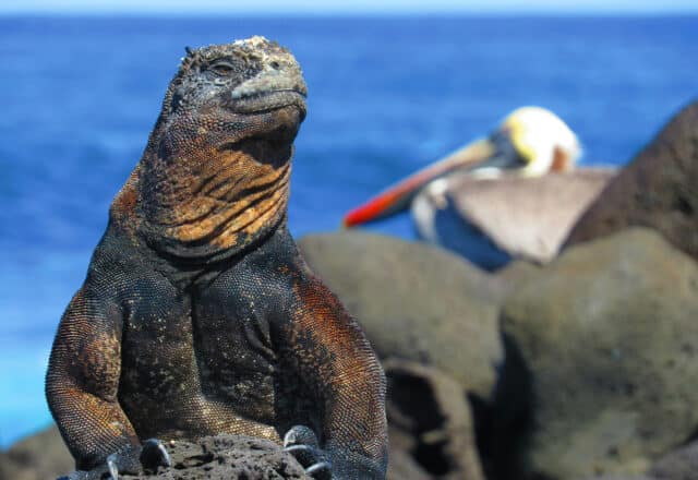 Galapagos islands iguana wildlife south America, Ecuador