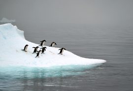 Gentoo penguins in Antarctica wildlife Tecla