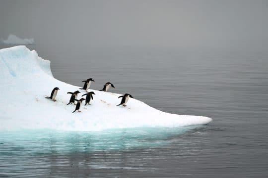 Gentoo penguins in Antarctica wildlife Tecla