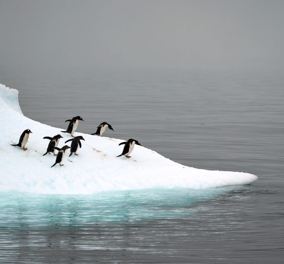 Gentoo penguins in Antarctica wildlife Tecla