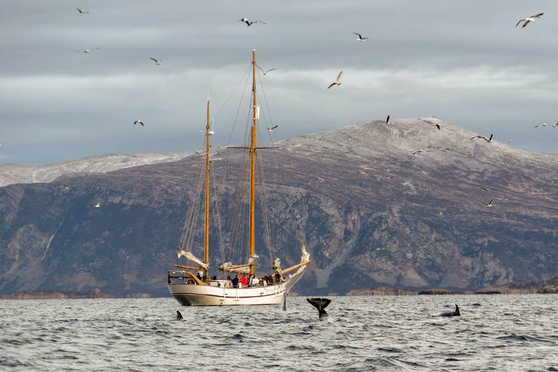 Goxsheim anchored in Norway whale watching wildlife