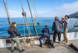 Grayhound guests sailing