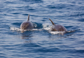 Greece Saronic Dolphins