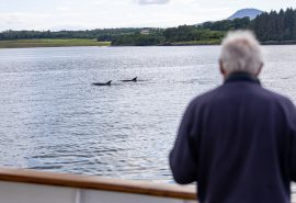 Guest watching dolphins on board Blue Clipper, Scotland
