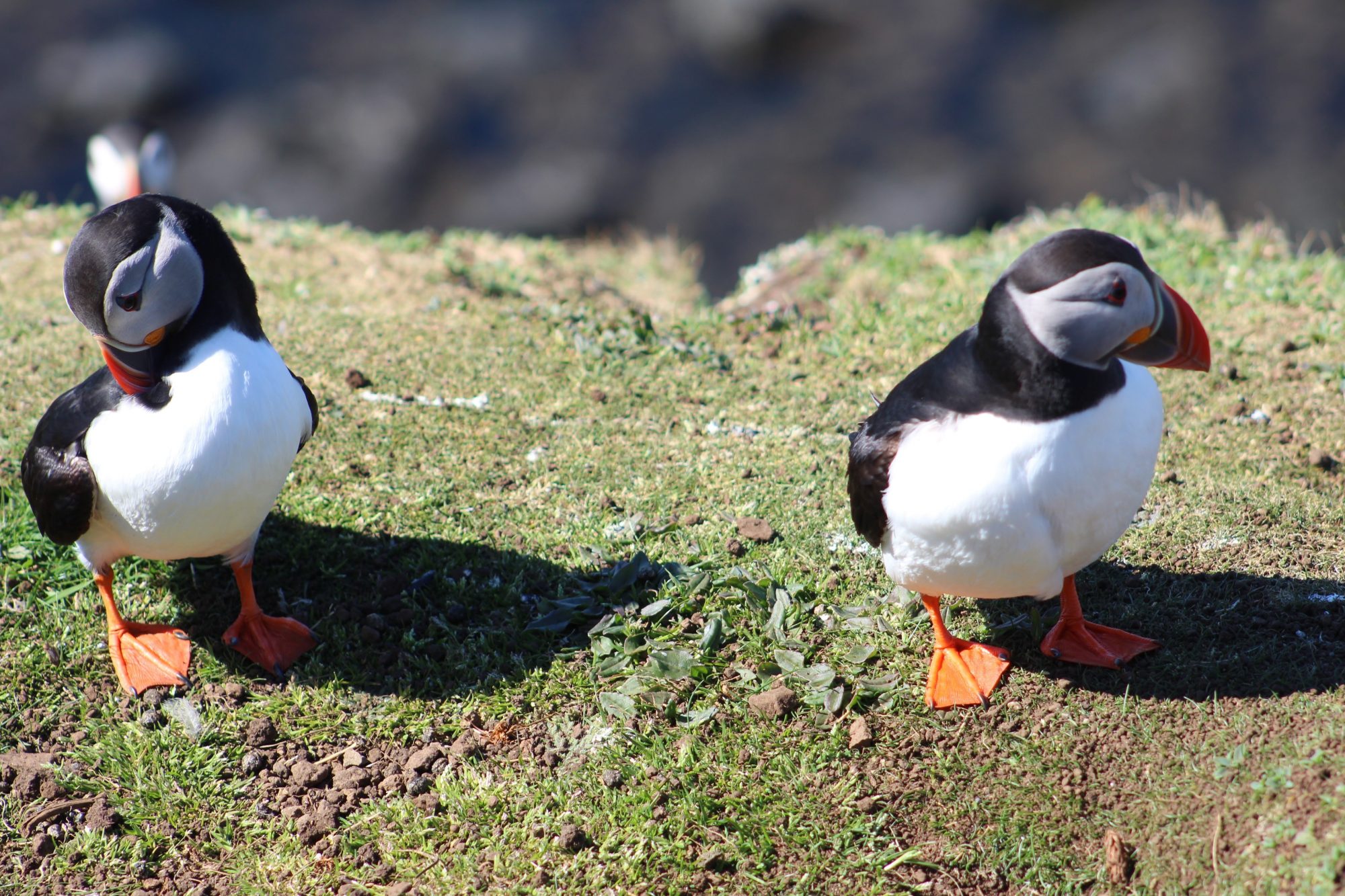 Puffins on St. Kilda