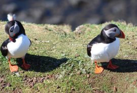 Puffins on St. Kilda