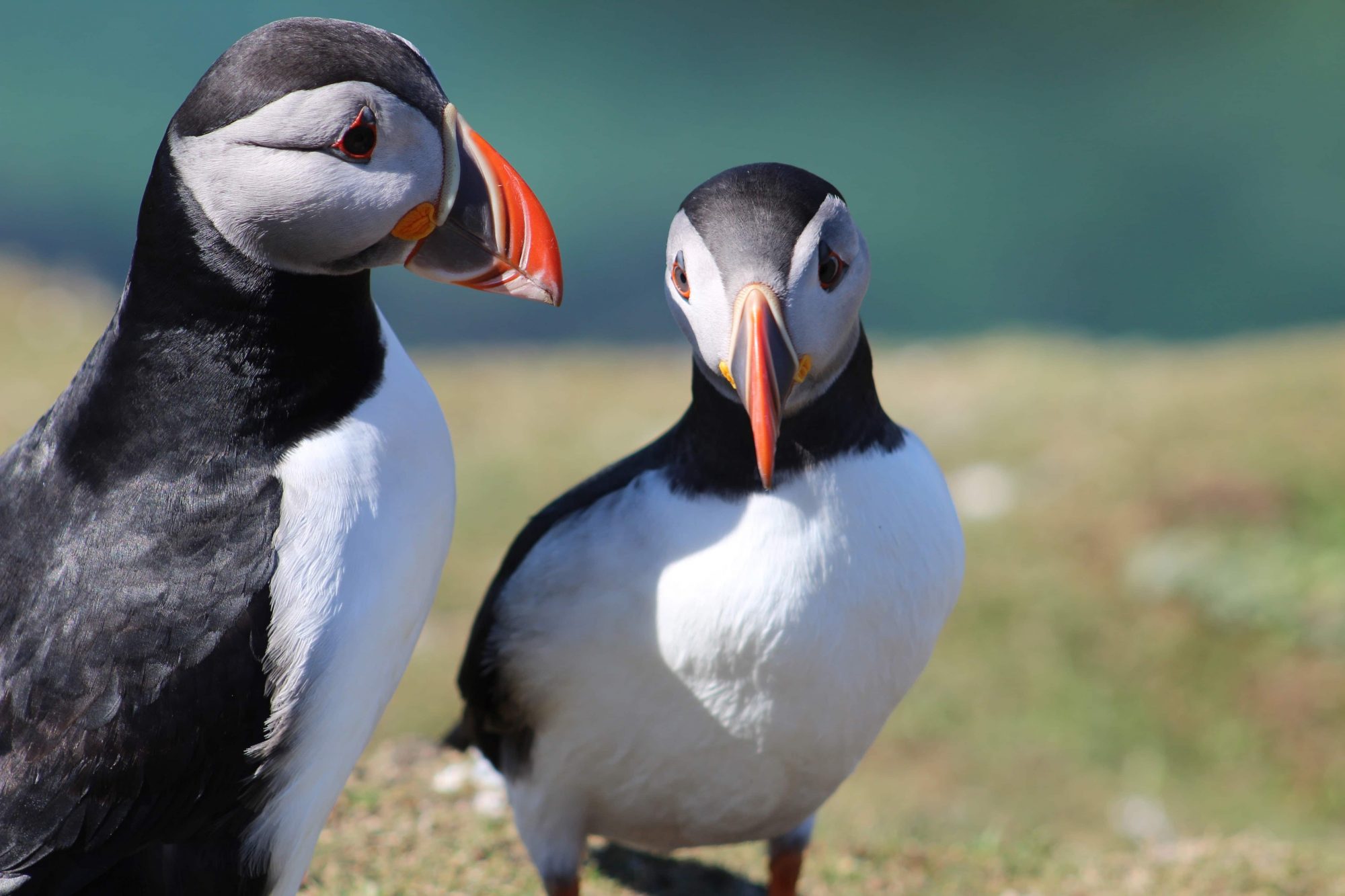 Puffins on St. Kilda