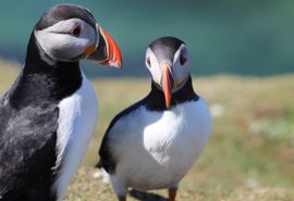 Puffins on St. Kilda